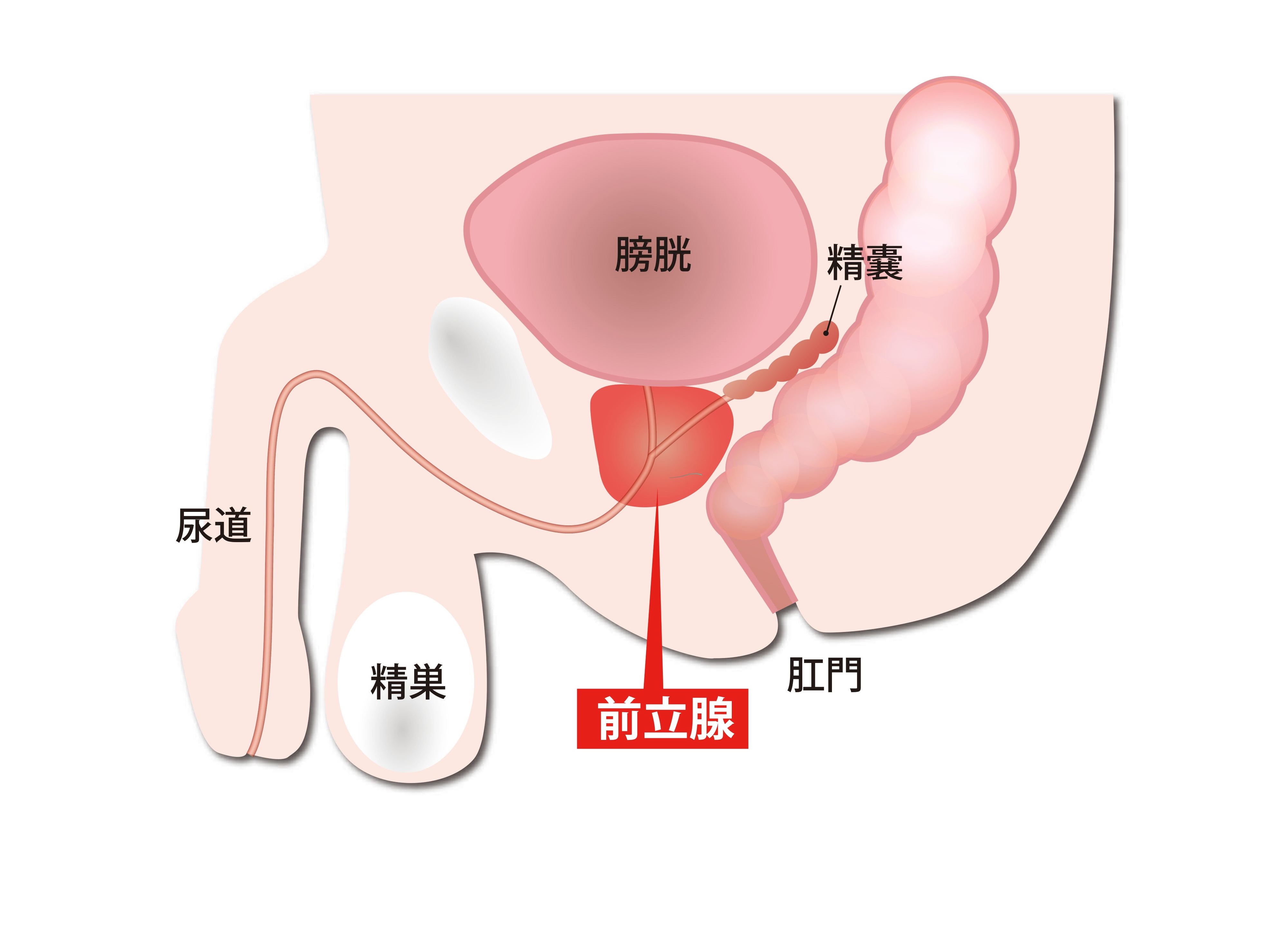 前立腺